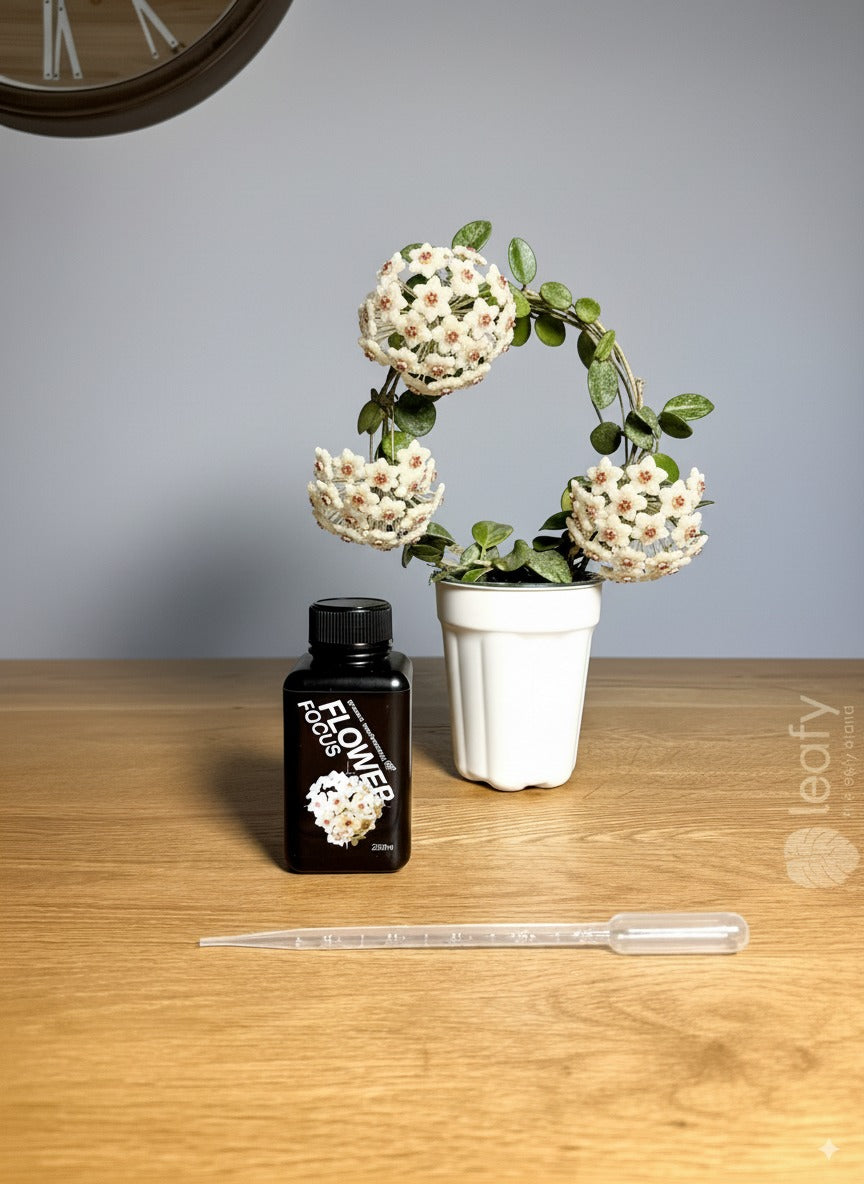 GT - Flower Focus
