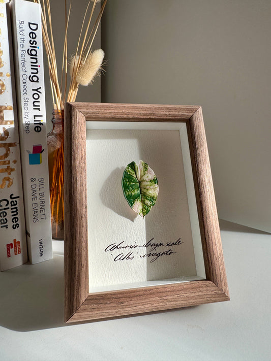 Alocasia Dragon Scale Albo Variegata specimen miniatures [Limited]