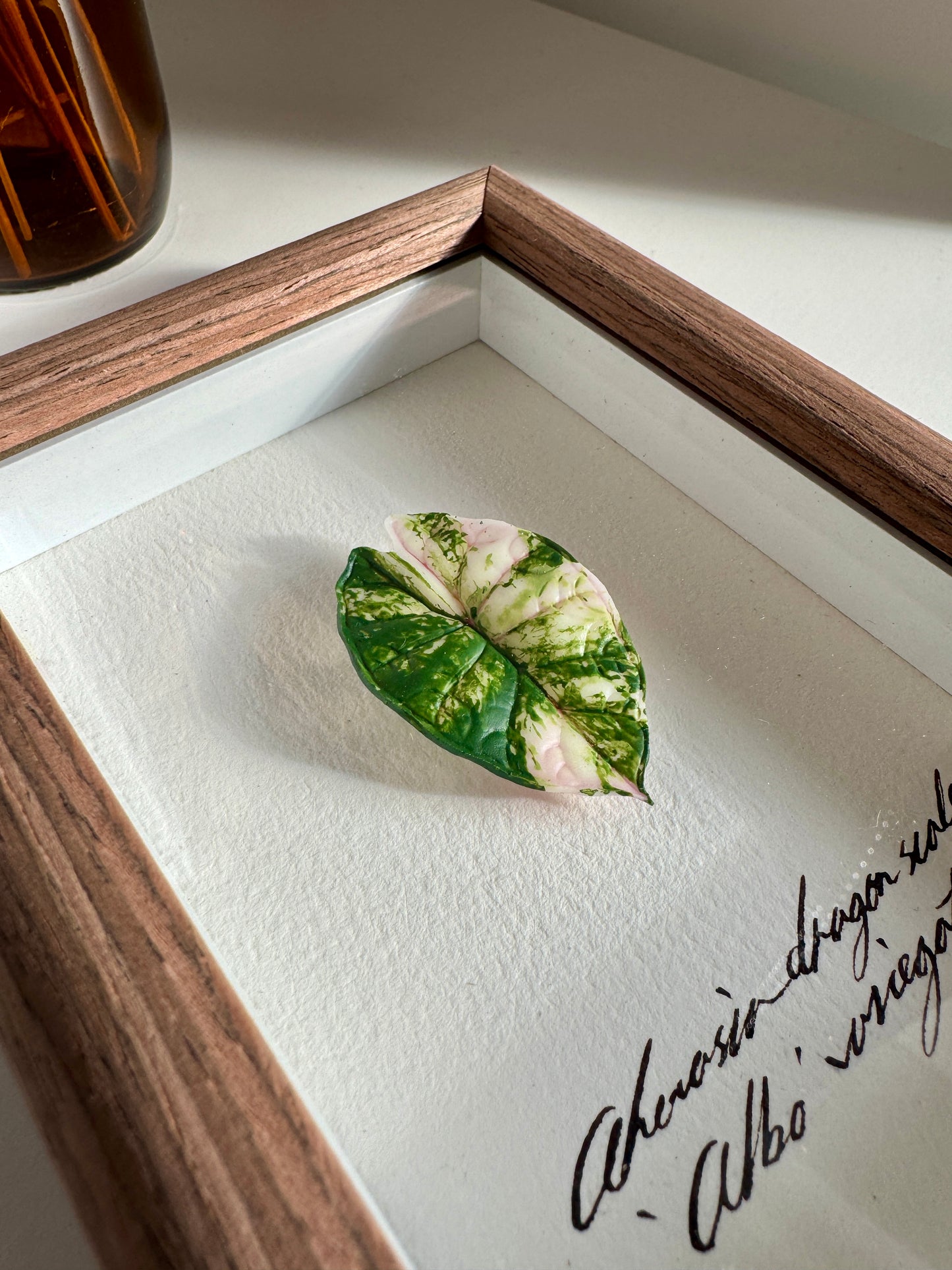 Alocasia Dragon Scale Albo Variegata specimen miniatures [Limited]