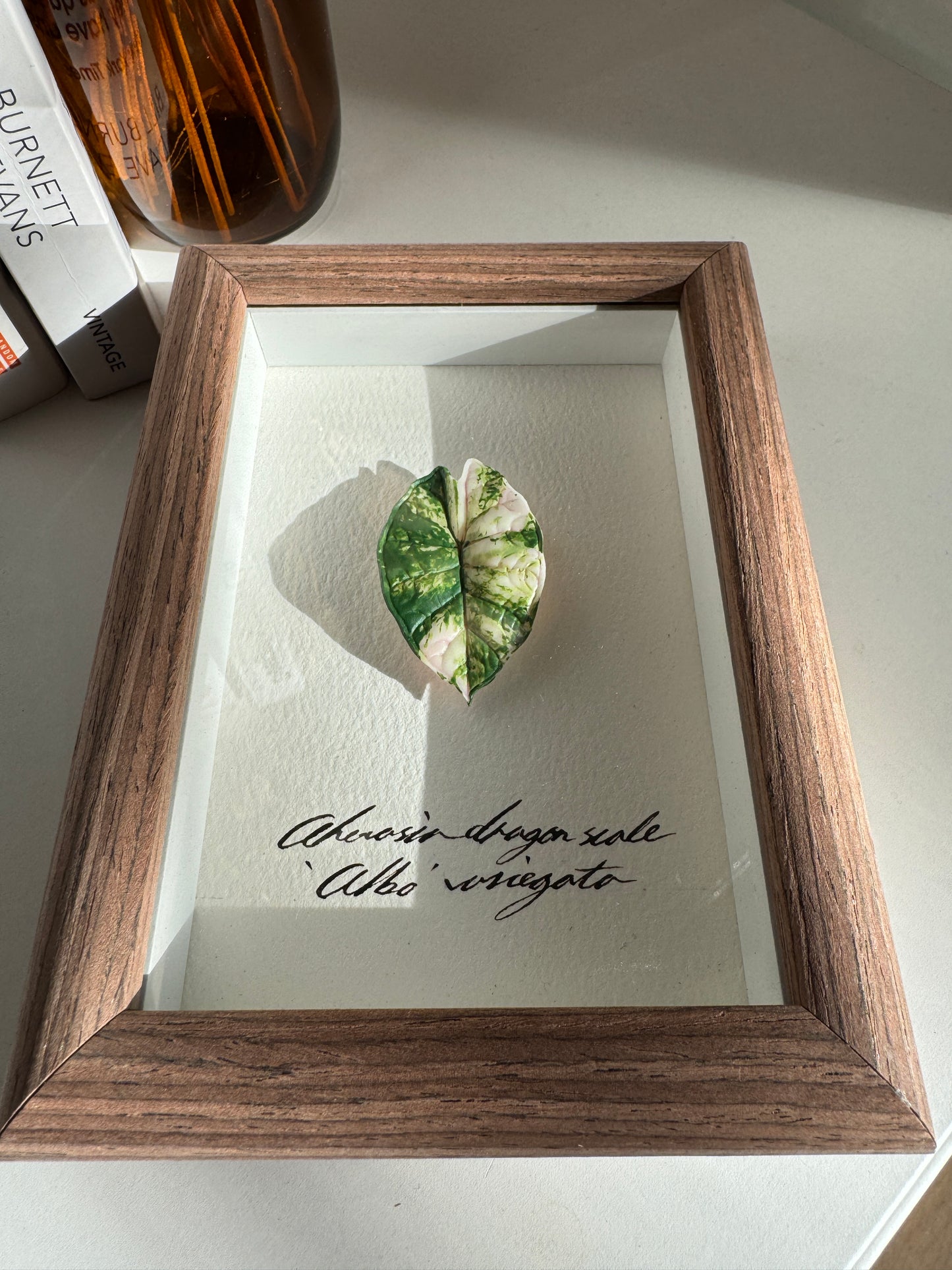 Alocasia Dragon Scale Albo Variegata specimen miniatures [Limited]