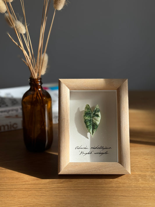 Alocasia Frydek Variegata specimen miniatures [Limited]