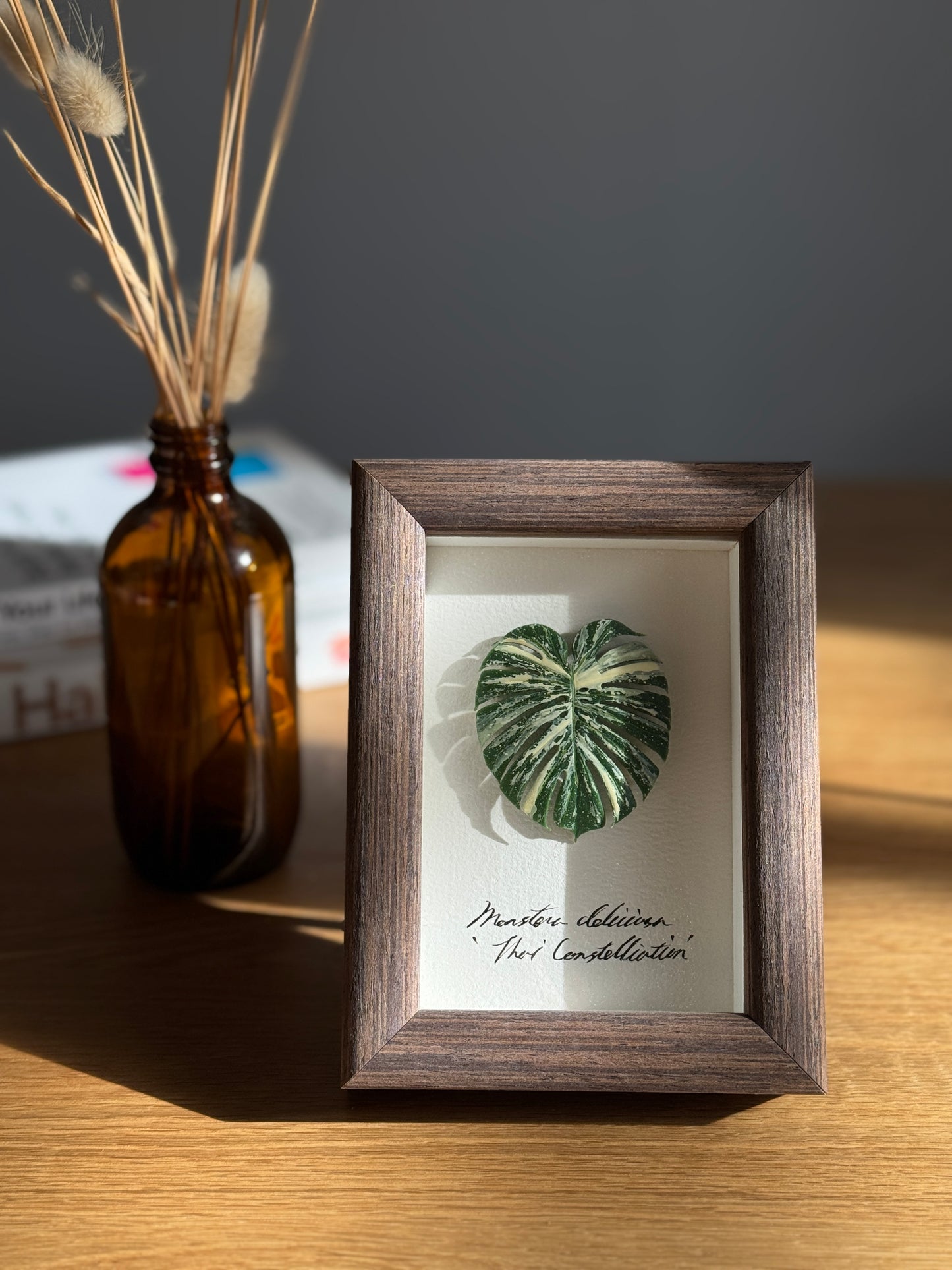 Monstera Thai Constellation specimen miniatures [Limited]