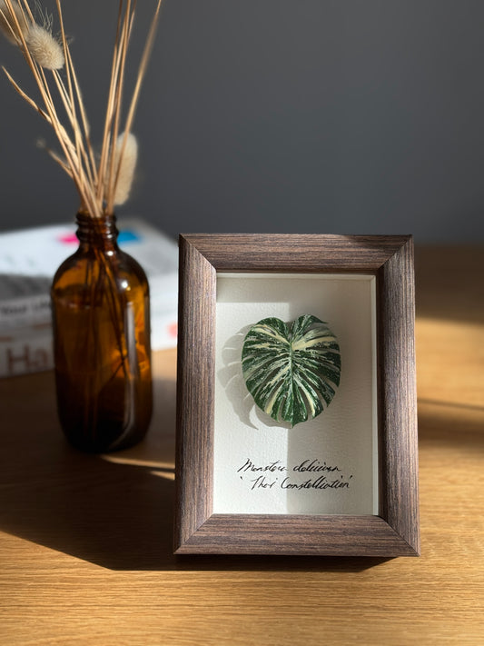 Monstera Thai Constellation specimen miniatures [Limited]