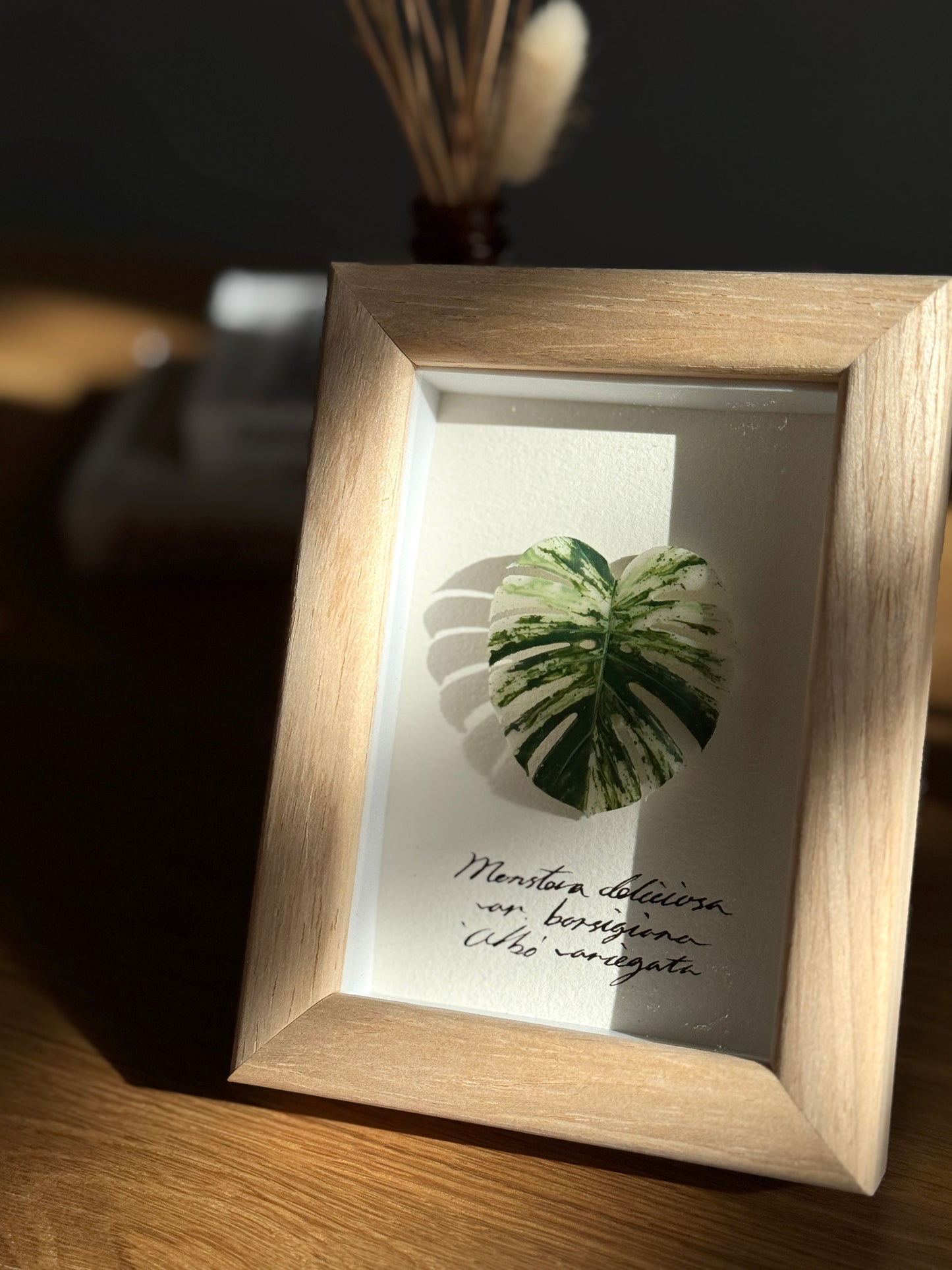 Monstera Albo Variegata specimen miniatures [Limited]