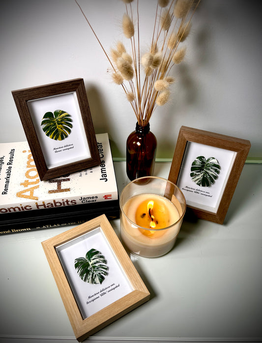 Variegated Monstera specimen miniatures [Limited]