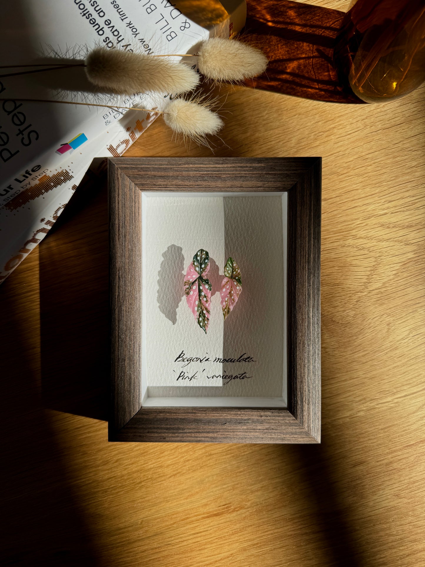 Begonia Maculata Pink Varigated Specimen miniatures [Limited]