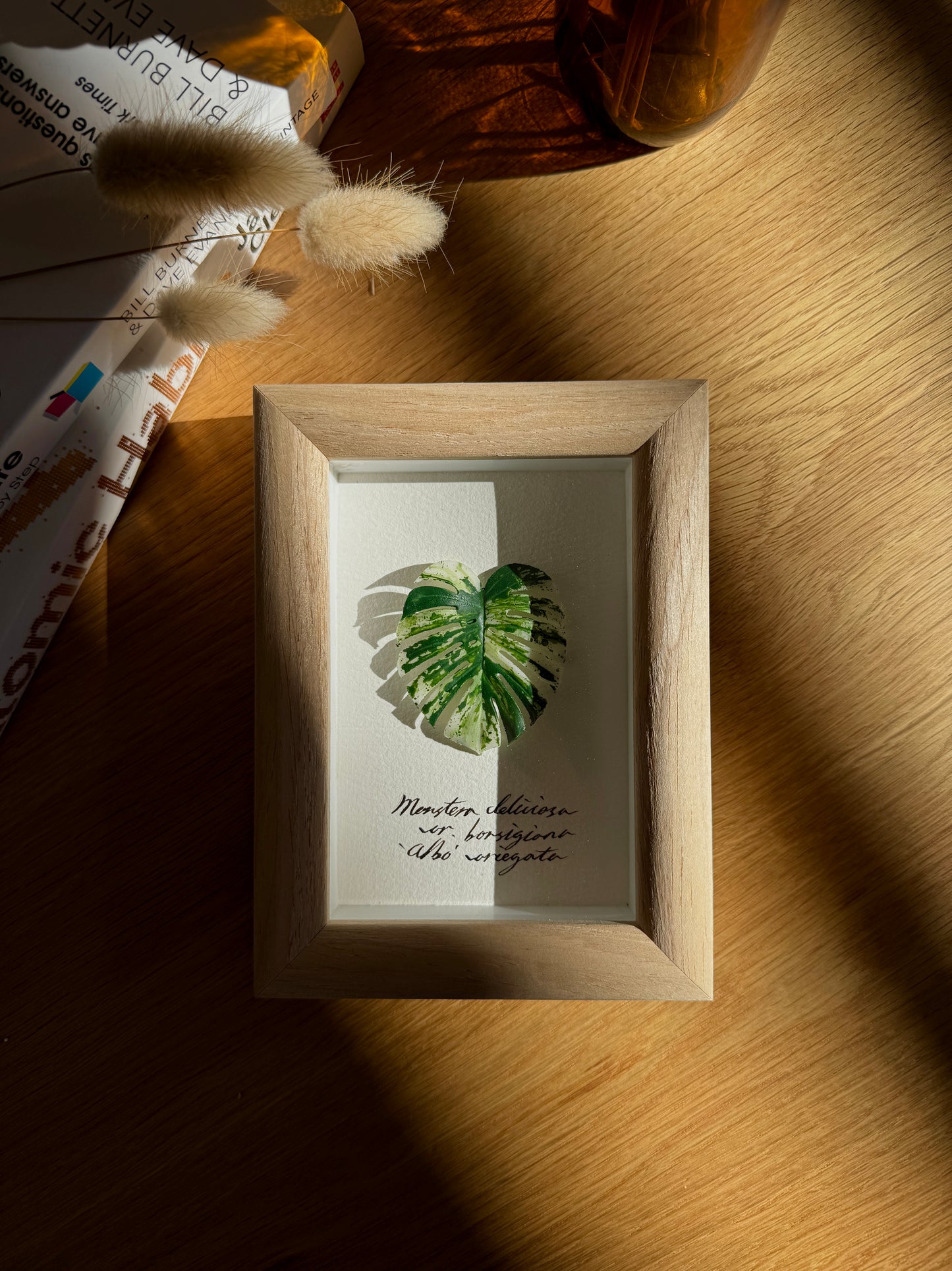 Monstera Albo Variegata specimen miniatures [Limited]