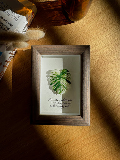 Monstera Albo Variegata specimen miniatures [Limited]