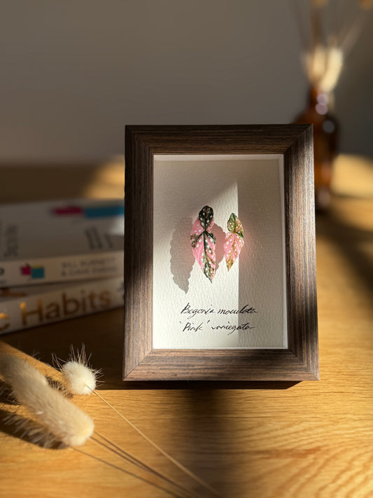 Begonia Maculata Pink Varigated Specimen miniatures [Limited]