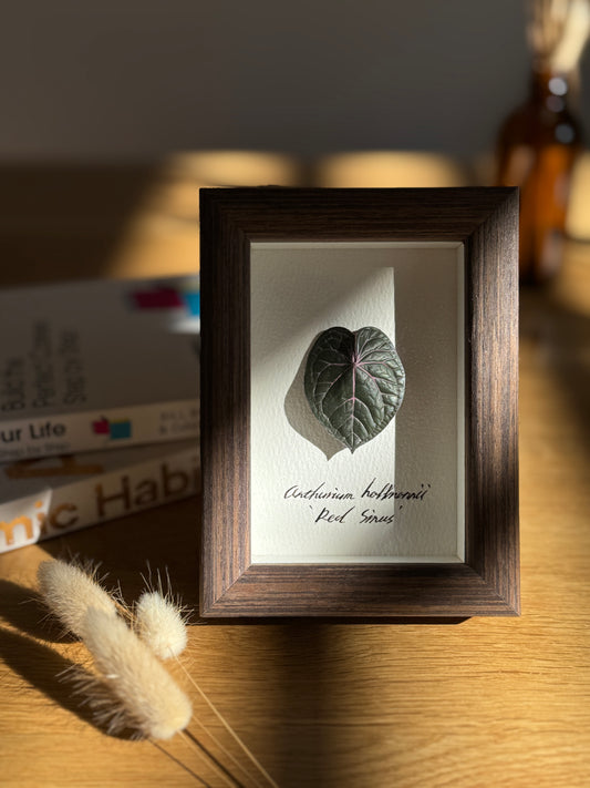 Anthurium Hoffmannii 'Red Sinus' specimen miniatures [Limited]