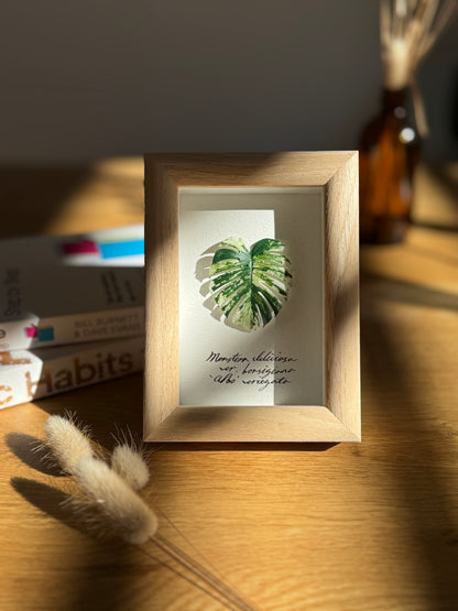 Monstera Albo Variegata specimen miniatures [Limited]
