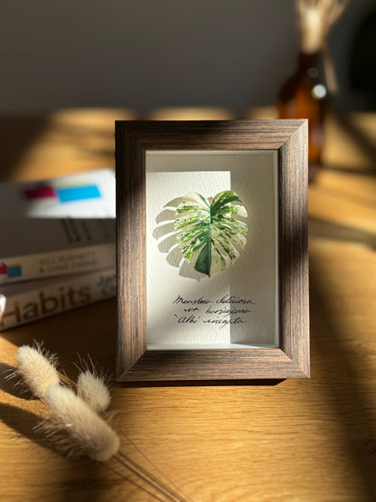 Monstera Albo Variegata specimen miniatures [Limited]