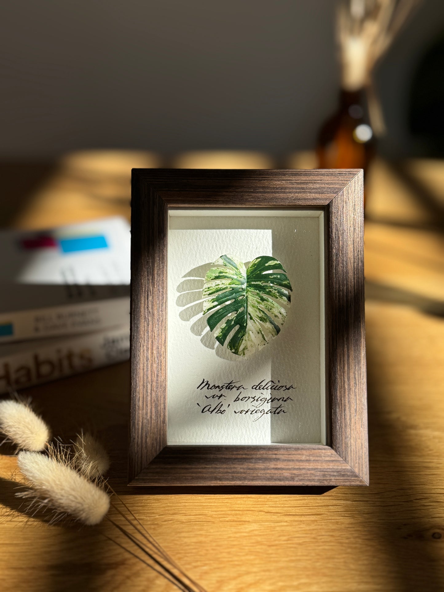 Monstera Albo Variegata specimen miniatures [Limited]