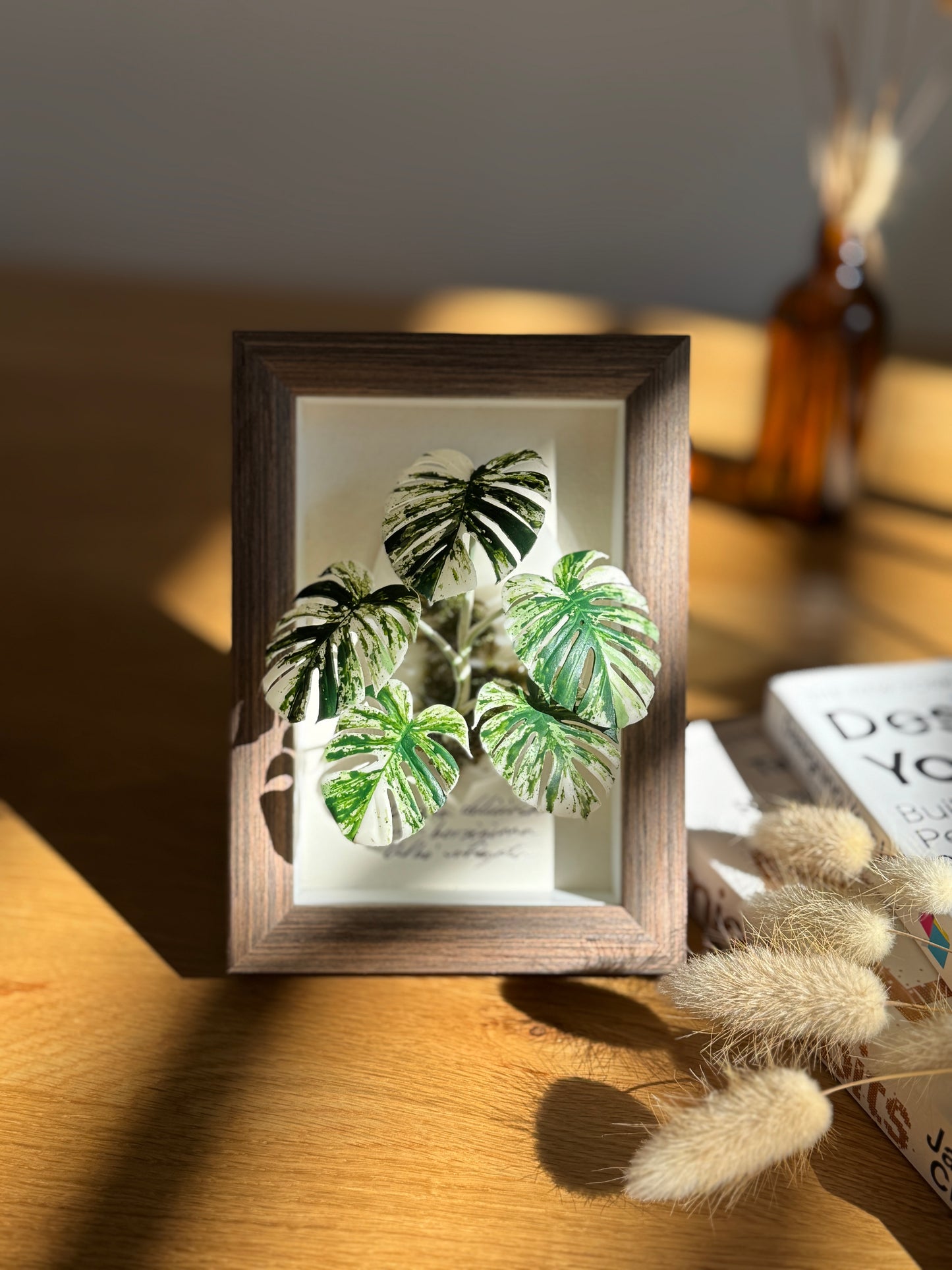 Monstera Albo Variegata Living Form Miniature [Limited]