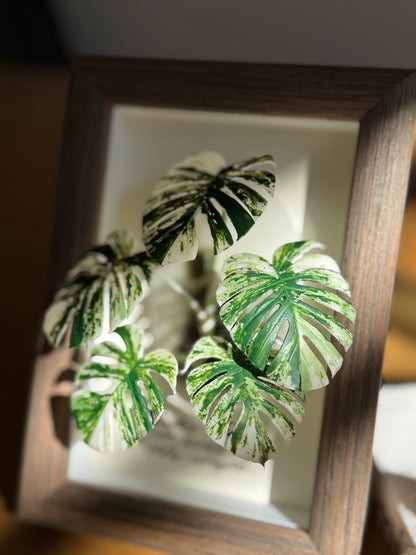 Monstera Albo Variegata Living Form Miniature [Limited]