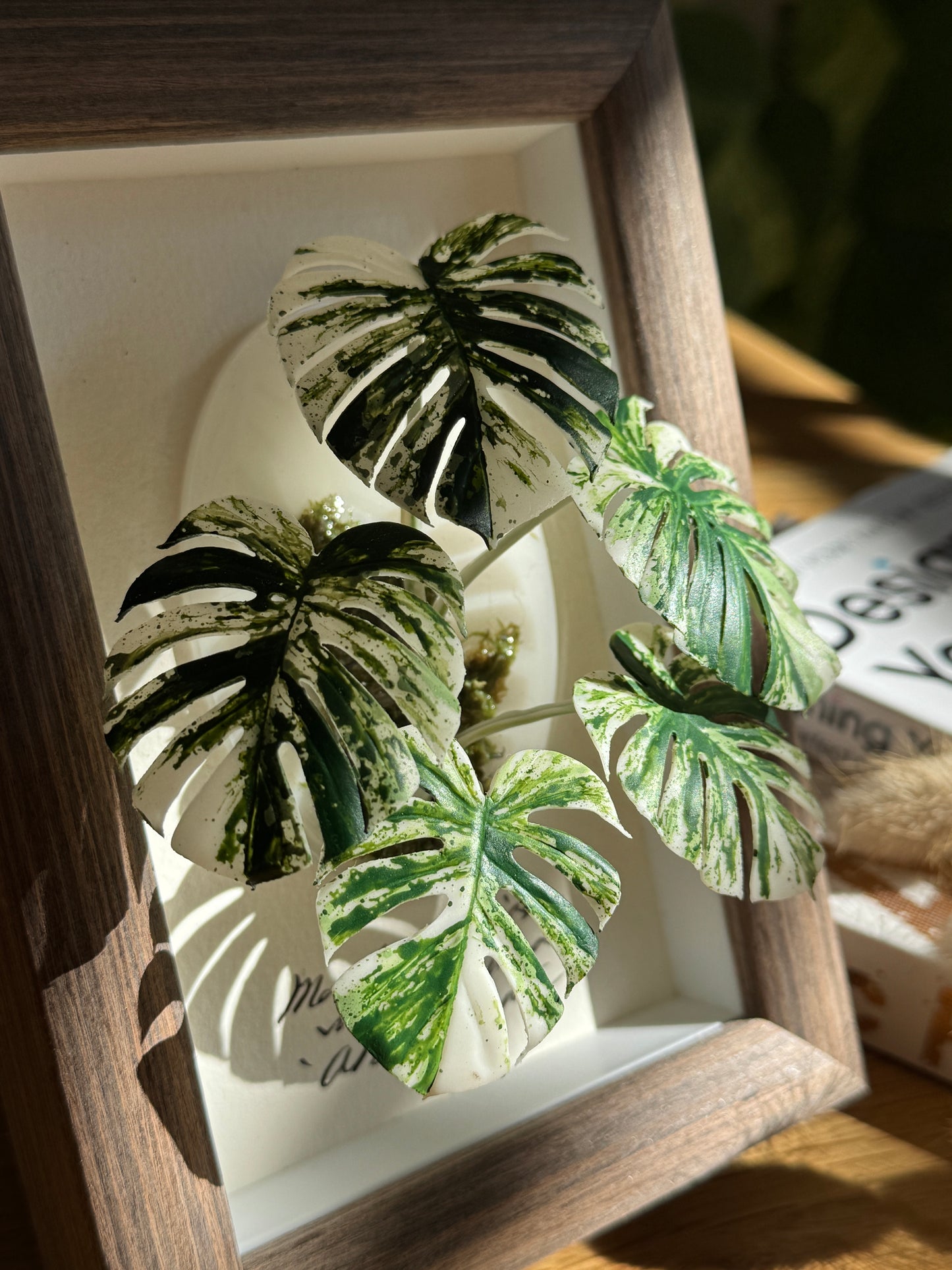 Monstera Albo Variegata Living Form Miniature [Limited]
