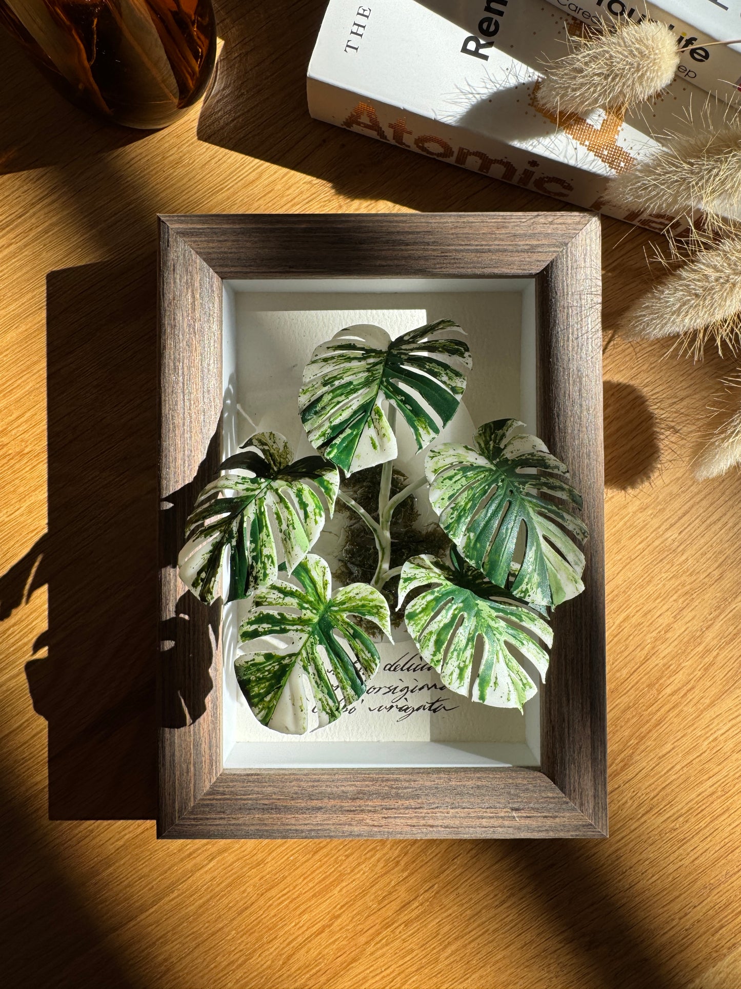 Monstera Albo Variegata Living Form Miniature [Limited]