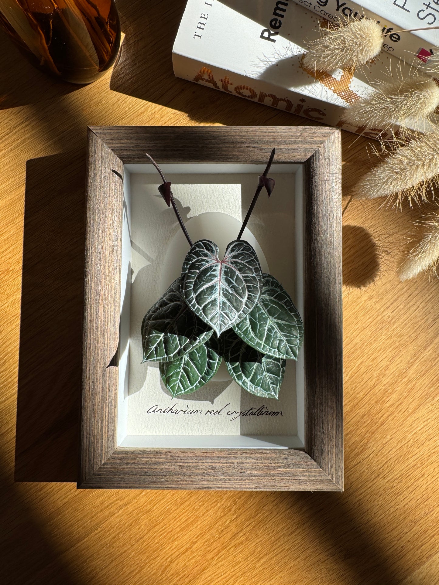 Anthurium Red Crystallinum Living Form Miniature [Limited]