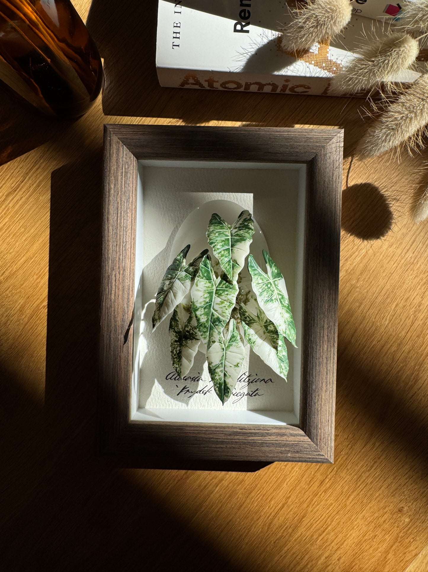 Alocasia Frydek Variegata Living Form Miniature [Limited]