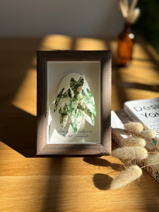 Alocasia Frydek Variegata Living Form Miniature [Limited]