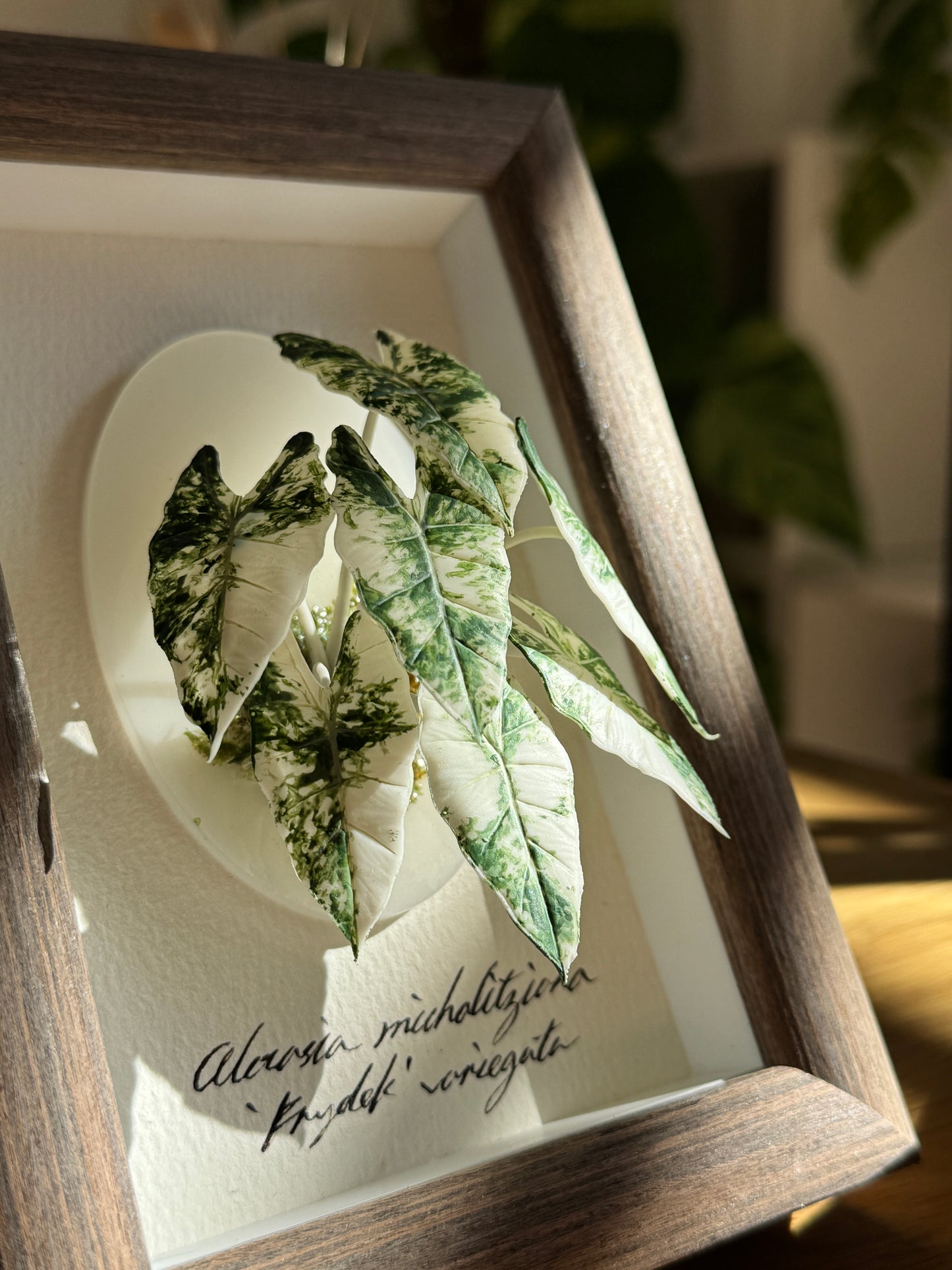 Alocasia Frydek Variegata Living Form Miniature [Limited]