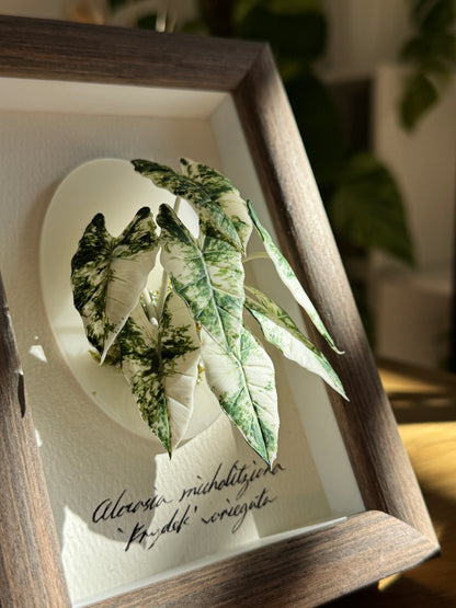 Alocasia Frydek Variegata Living Form Miniature [Limited]