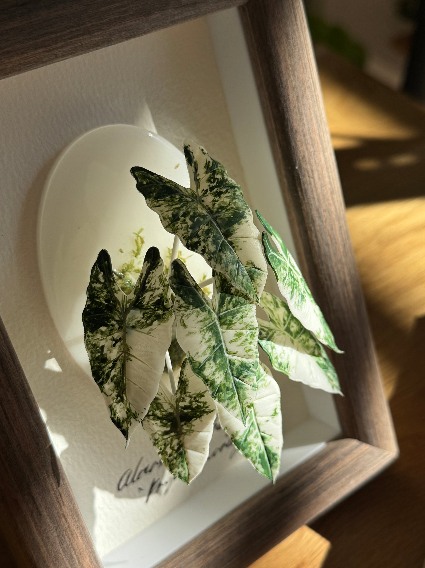 Alocasia Frydek Variegata Living Form Miniature [Limited]