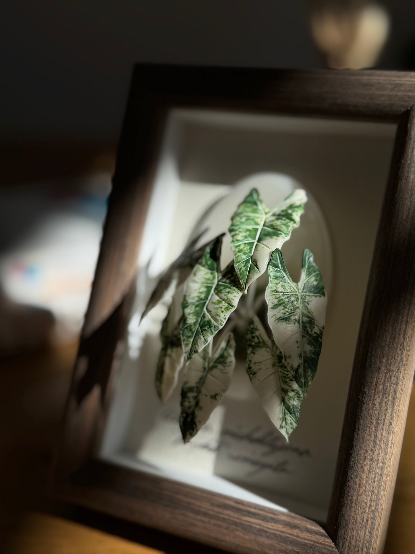 Alocasia Frydek Variegata Living Form Miniature [Limited]