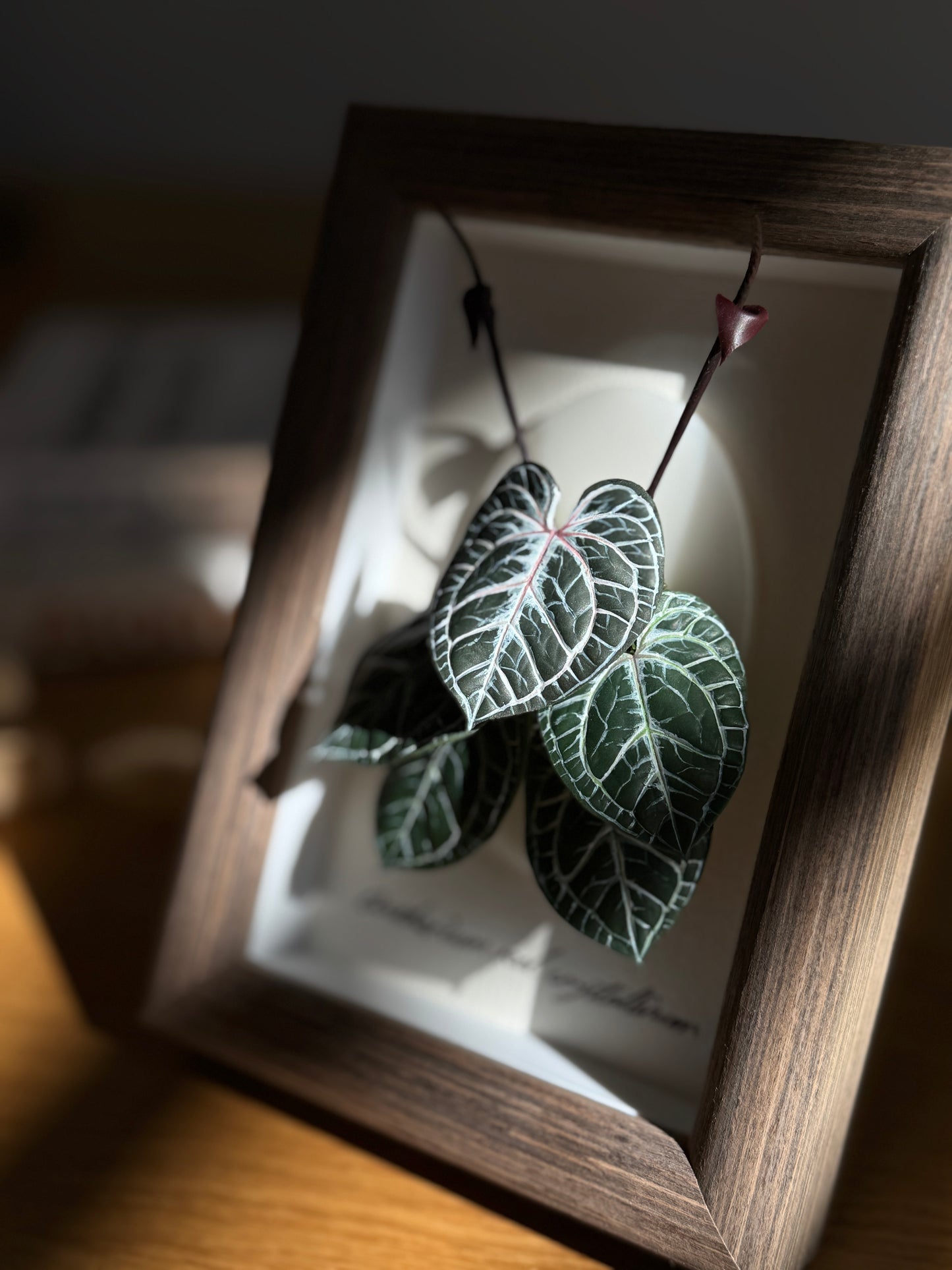 Anthurium Red Crystallinum Living Form Miniature [Limited]