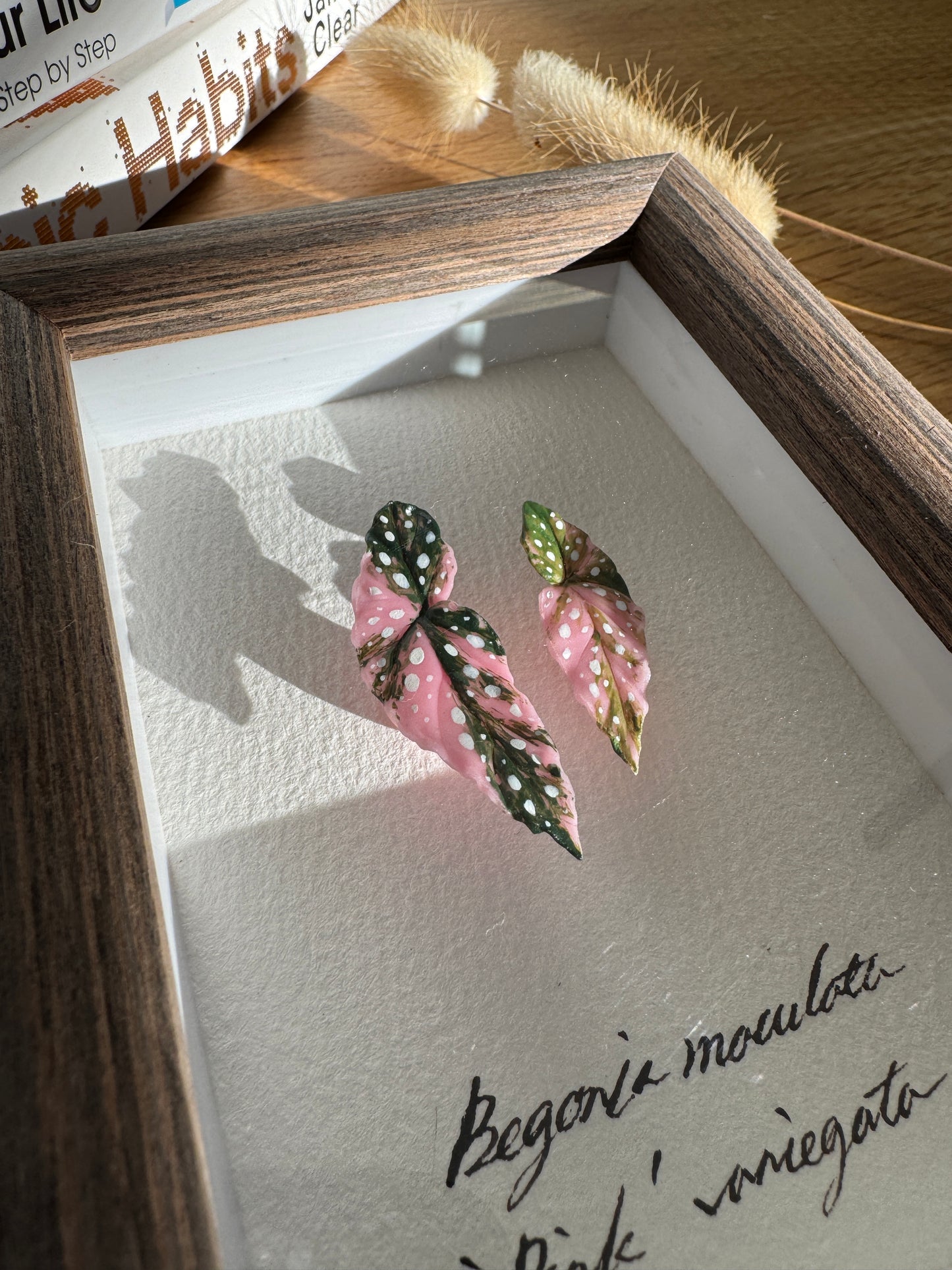 Begonia Maculata Pink Varigated Specimen miniatures [Limited]