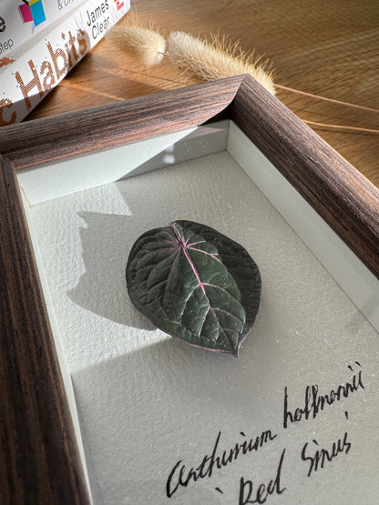 Anthurium Hoffmannii 'Red Sinus' specimen miniatures [Limited]