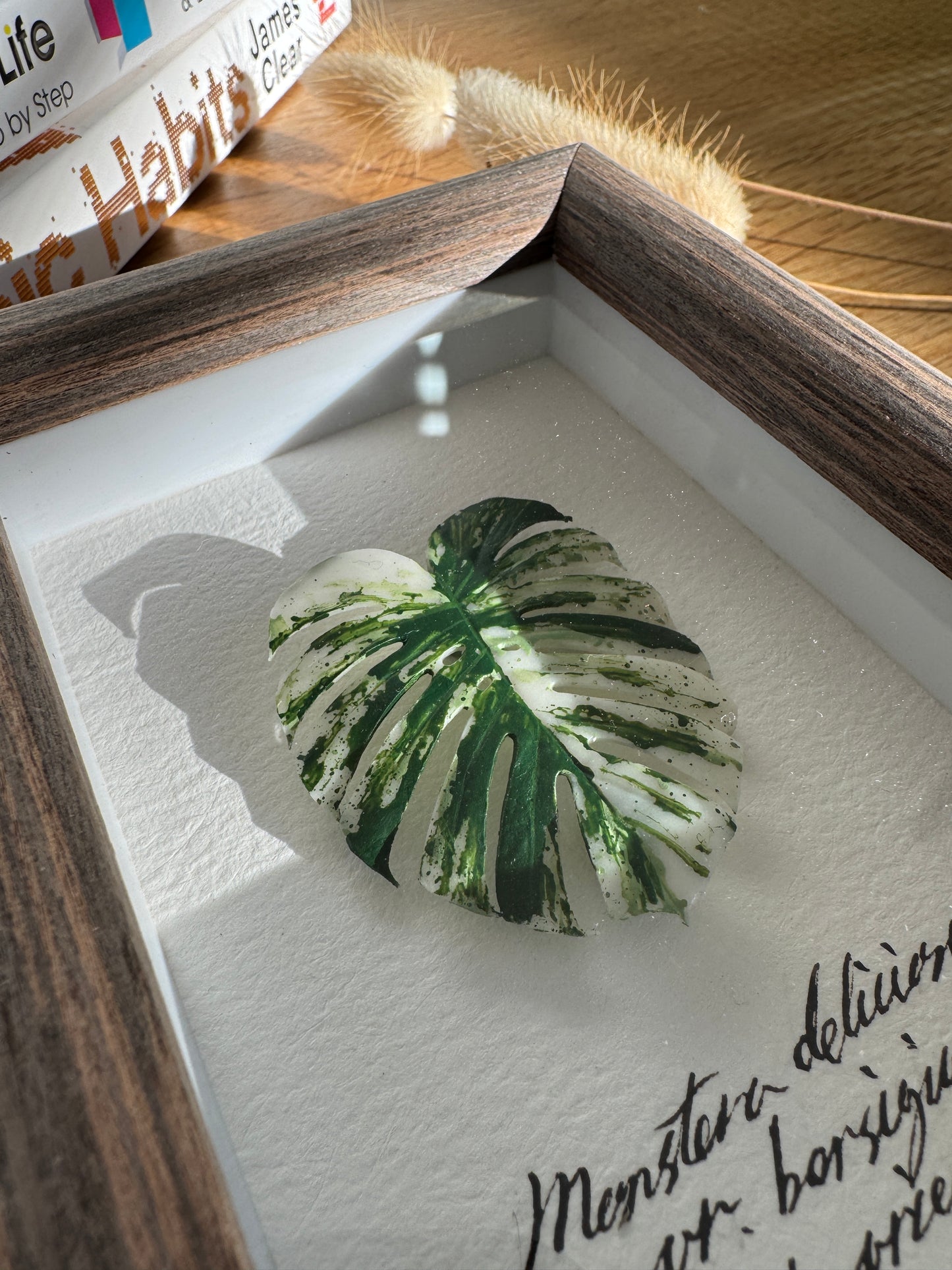 Monstera Albo Variegata specimen miniatures [Limited]