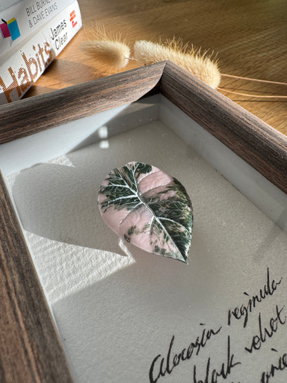 Alocasia Black Velvet Pink variegated specimen miniatures [Limited]