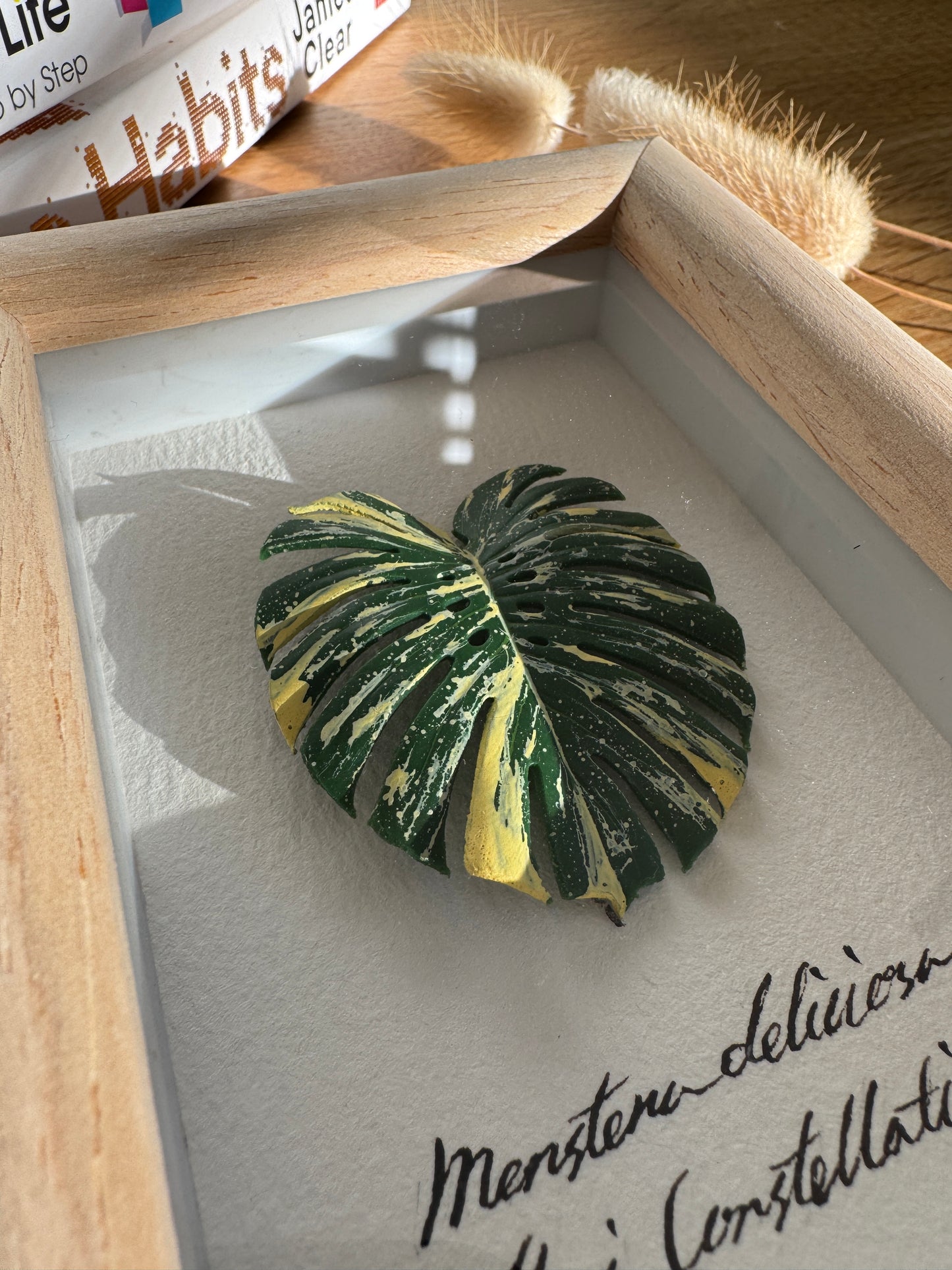 Monstera Thai Constellation specimen miniatures [Limited]