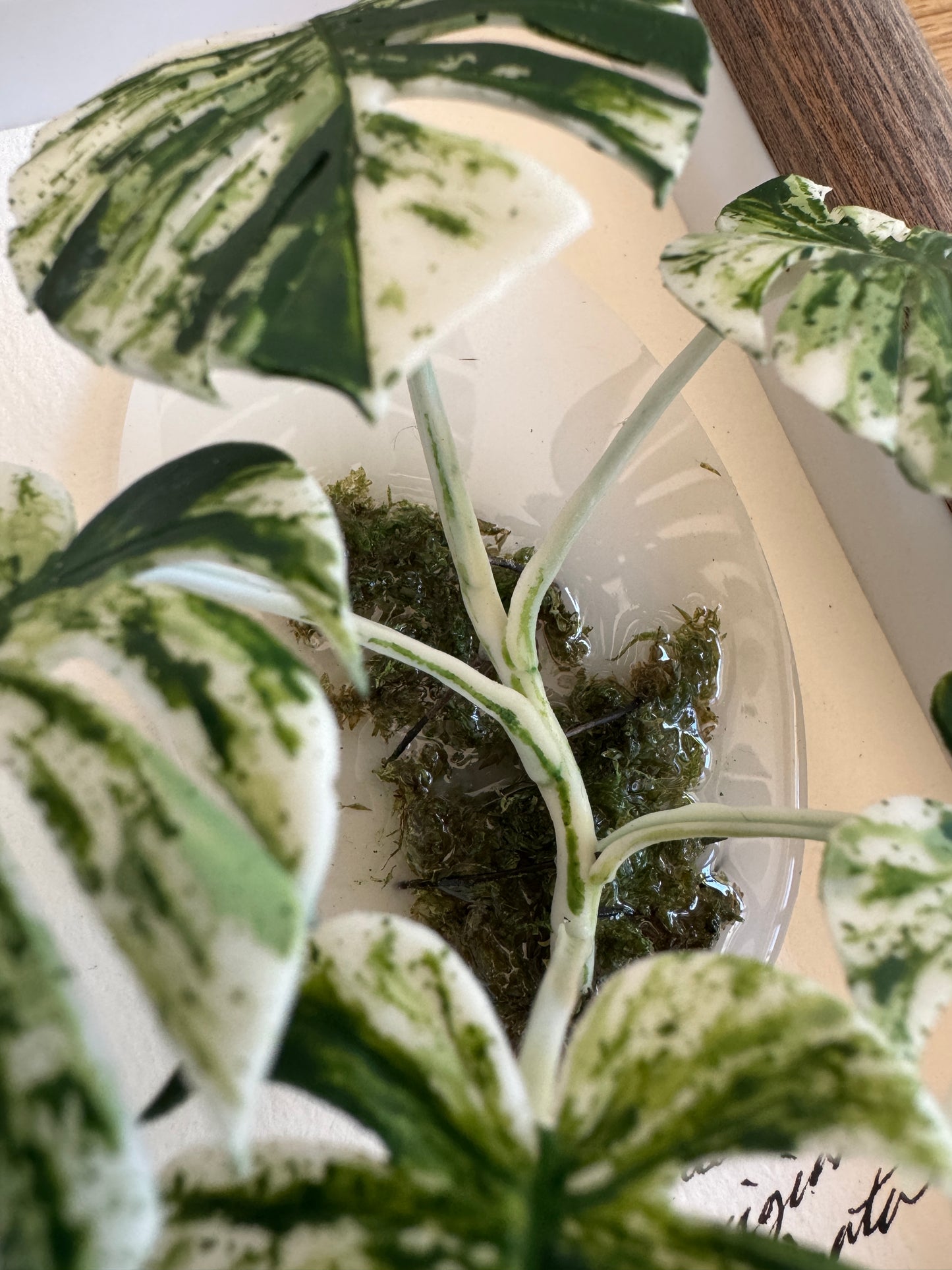Monstera Albo Variegata Living Form Miniature [Limited]