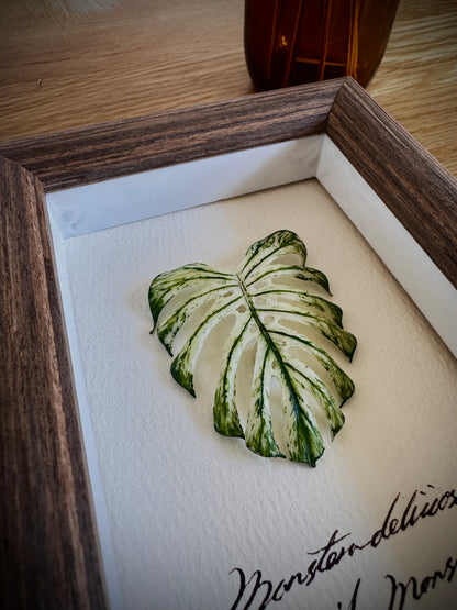 Monstera Deliciosa Devil Monster specimen miniatures [Limited]