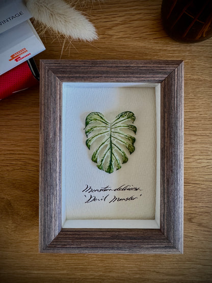 Monstera Deliciosa Devil Monster specimen miniatures [Limited]