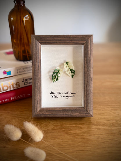 Monstera Adansonii Albo Variegata specimen miniatures [Limited]