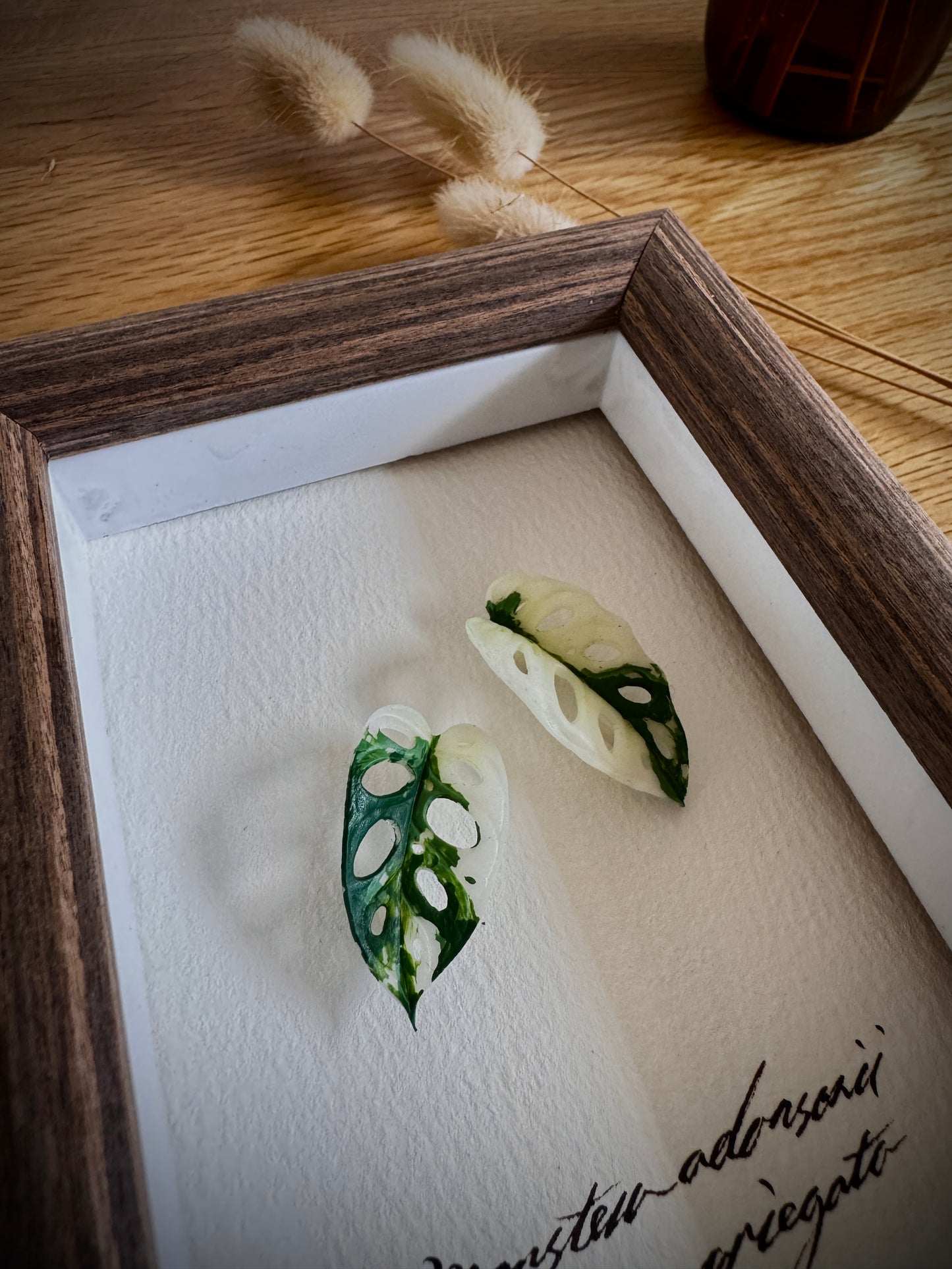 Monstera Adansonii Albo Variegata specimen miniatures [Limited]