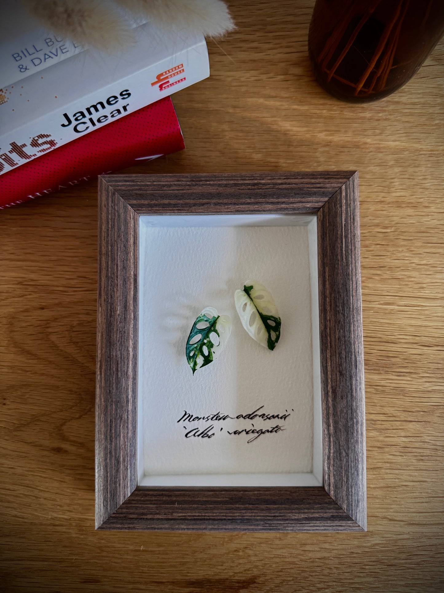 Monstera Adansonii Albo Variegata specimen miniatures [Limited]