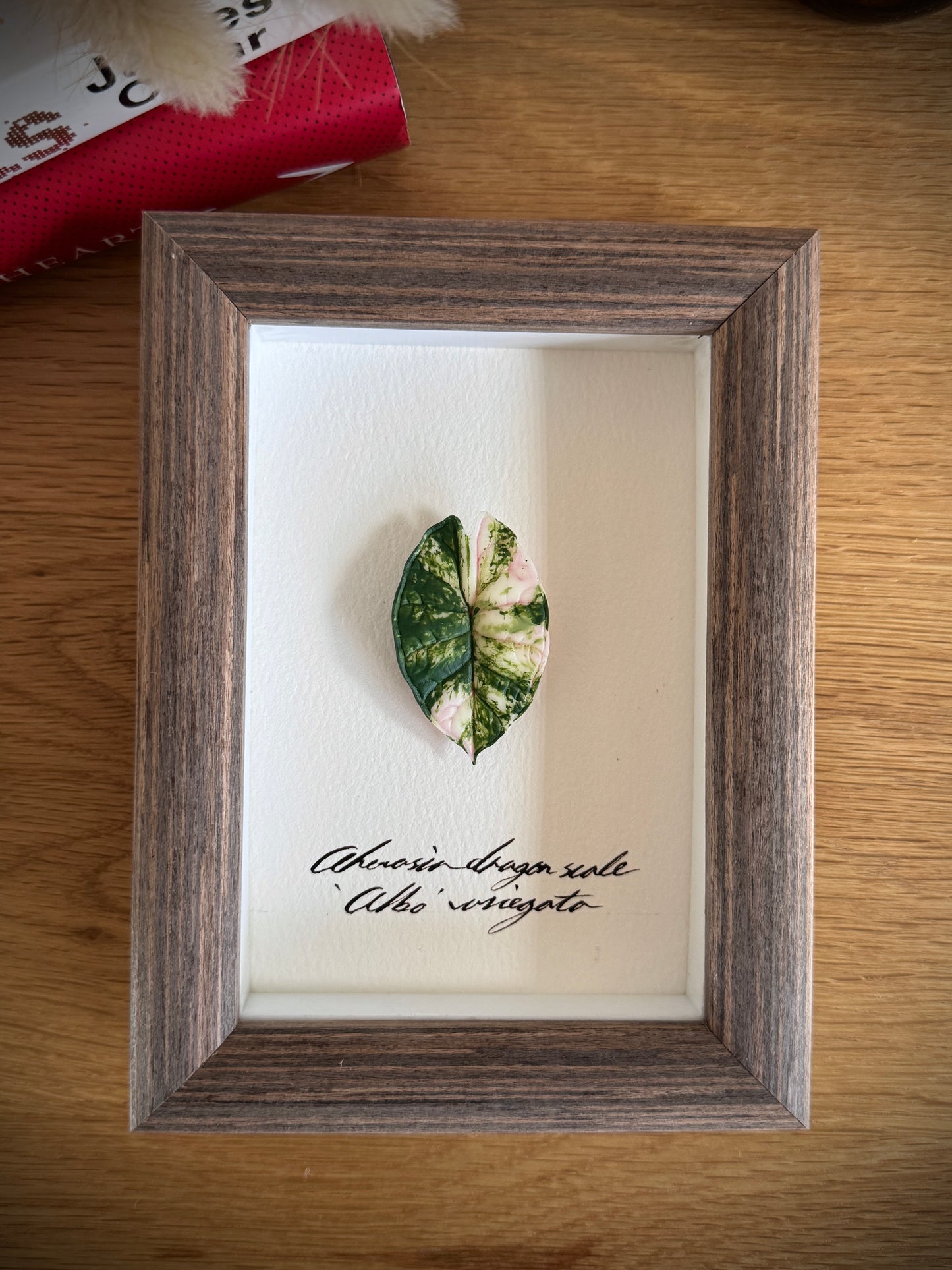 Alocasia Dragon Scale Albo Variegata specimen miniatures [Limited]