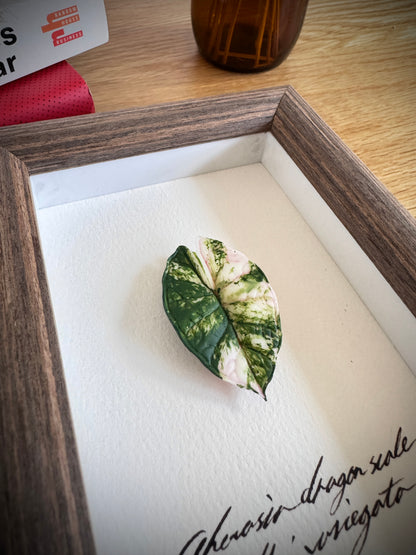 Alocasia Dragon Scale Albo Variegata specimen miniatures [Limited]