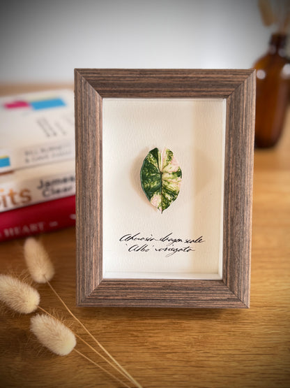 Alocasia Dragon Scale Albo Variegata specimen miniatures [Limited]
