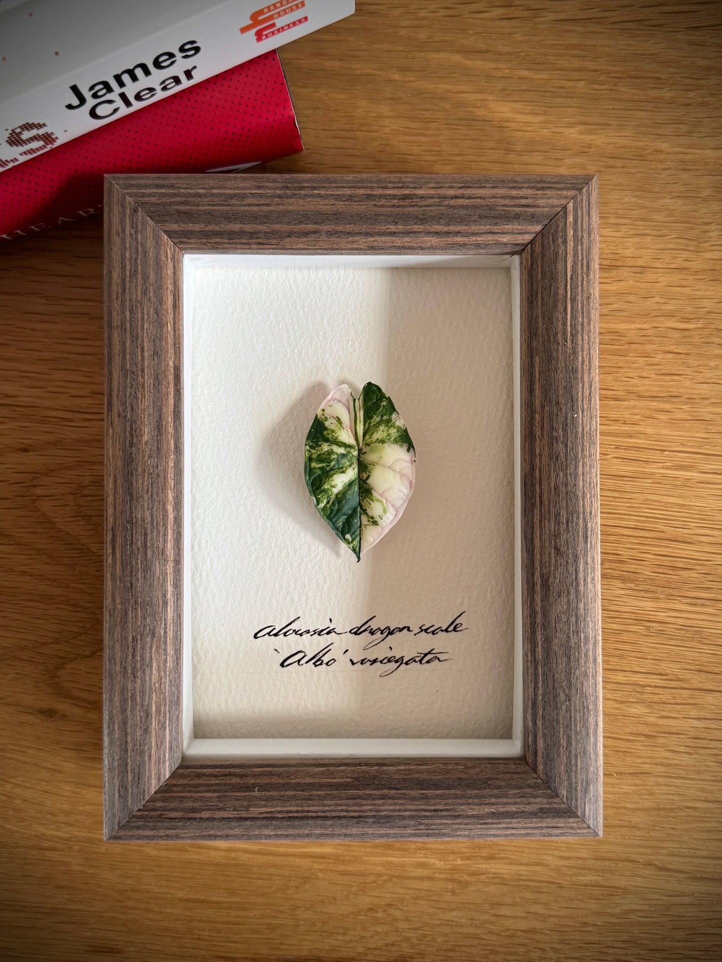 Alocasia Dragon Scale Albo Variegata specimen miniatures [Limited]