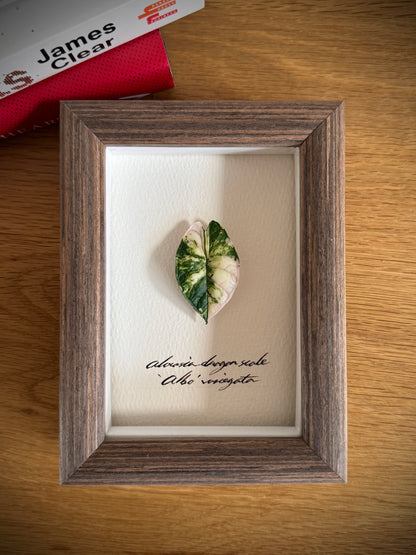 Alocasia Dragon Scale Albo Variegata specimen miniatures [Limited]