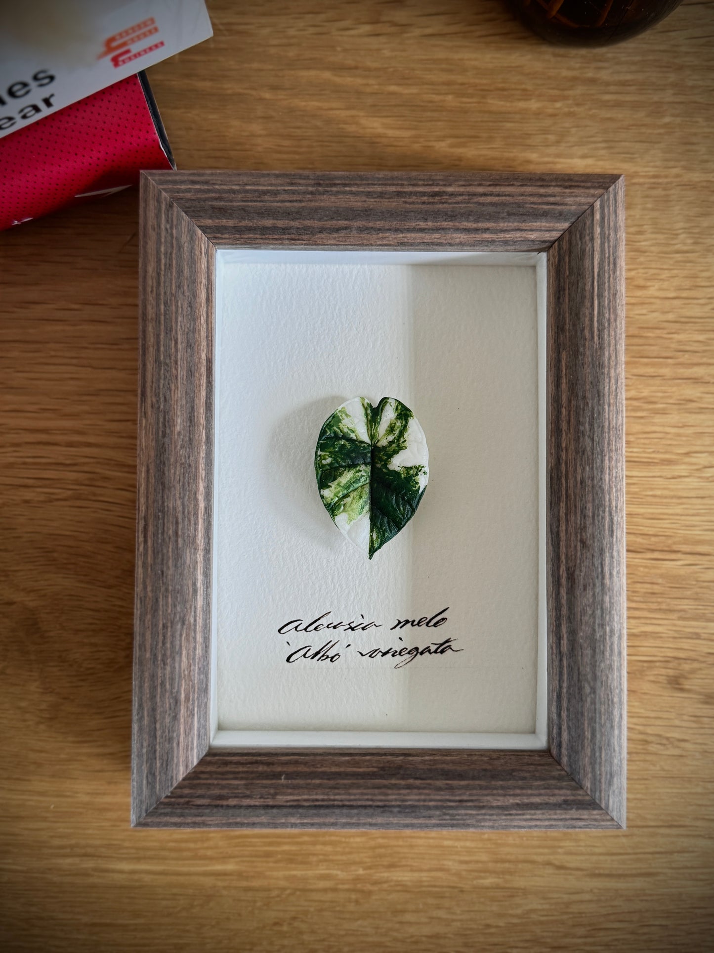 Alocasia Melo variegated specimen miniatures [Limited]