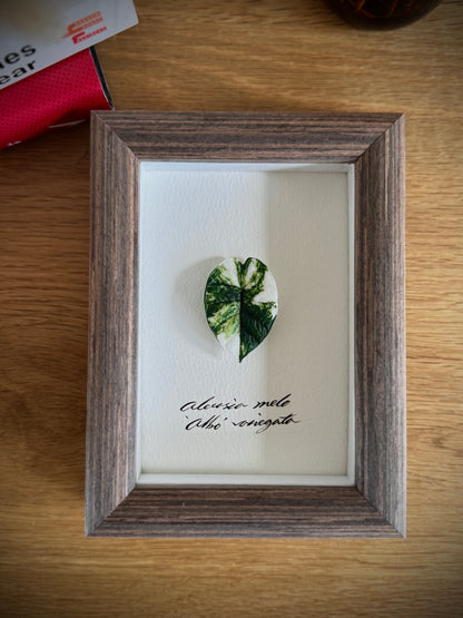 Alocasia Melo variegated specimen miniatures [Limited]
