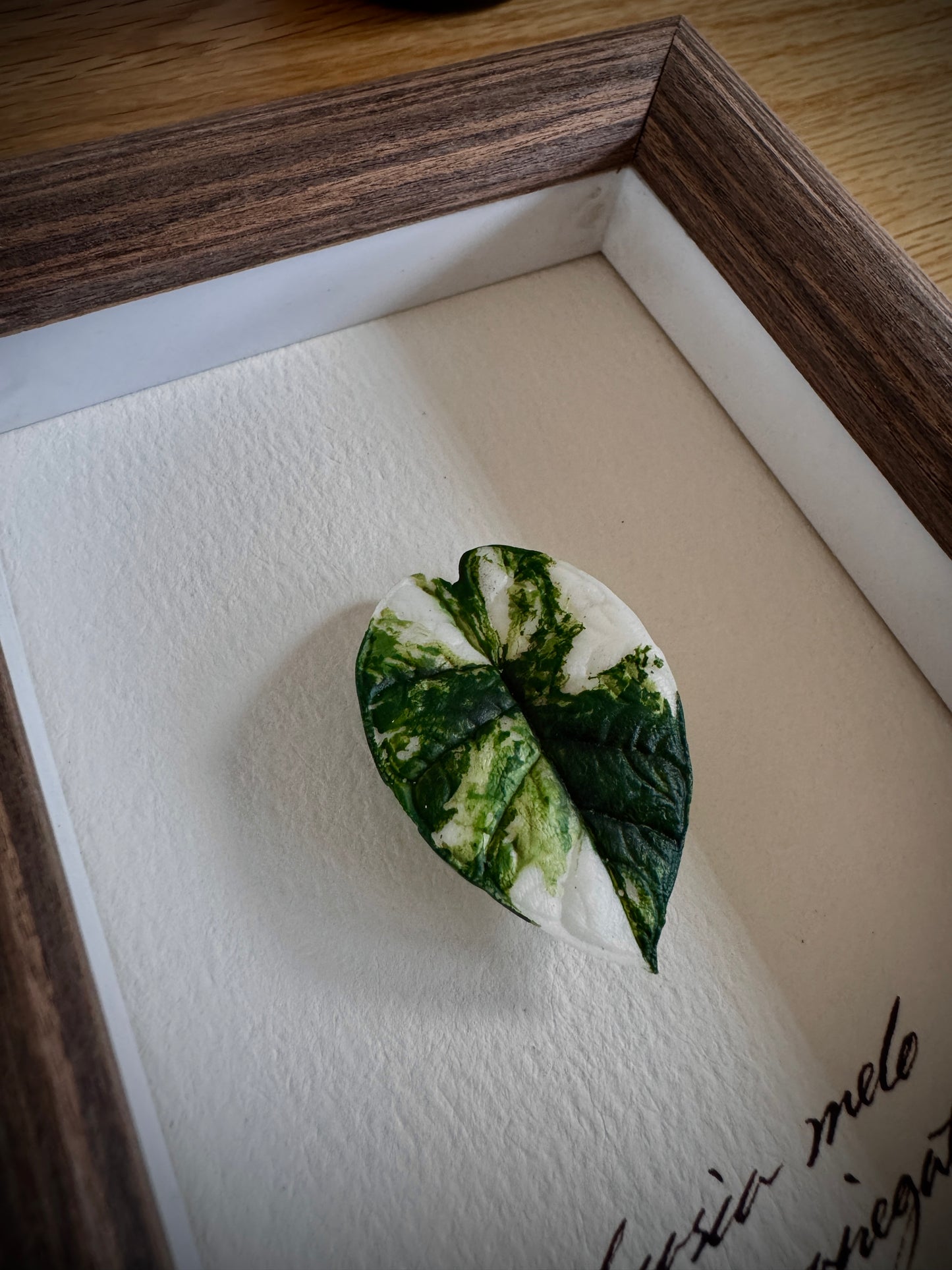 Alocasia Melo variegated specimen miniatures [Limited]