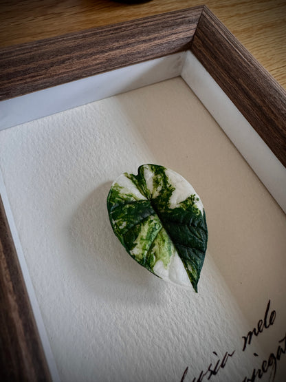 Alocasia Melo variegated specimen miniatures [Limited]