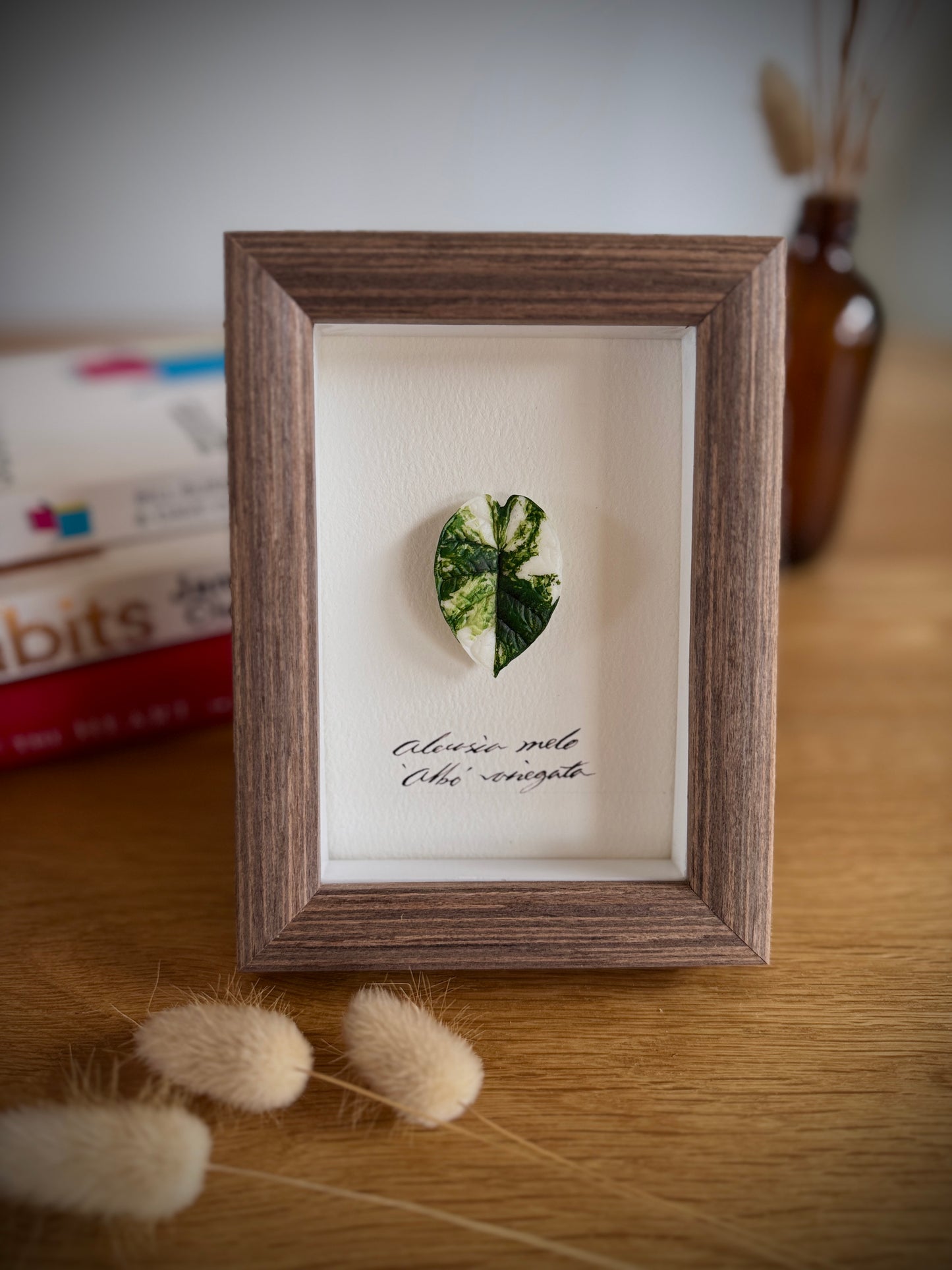 Alocasia Melo variegated specimen miniatures [Limited]